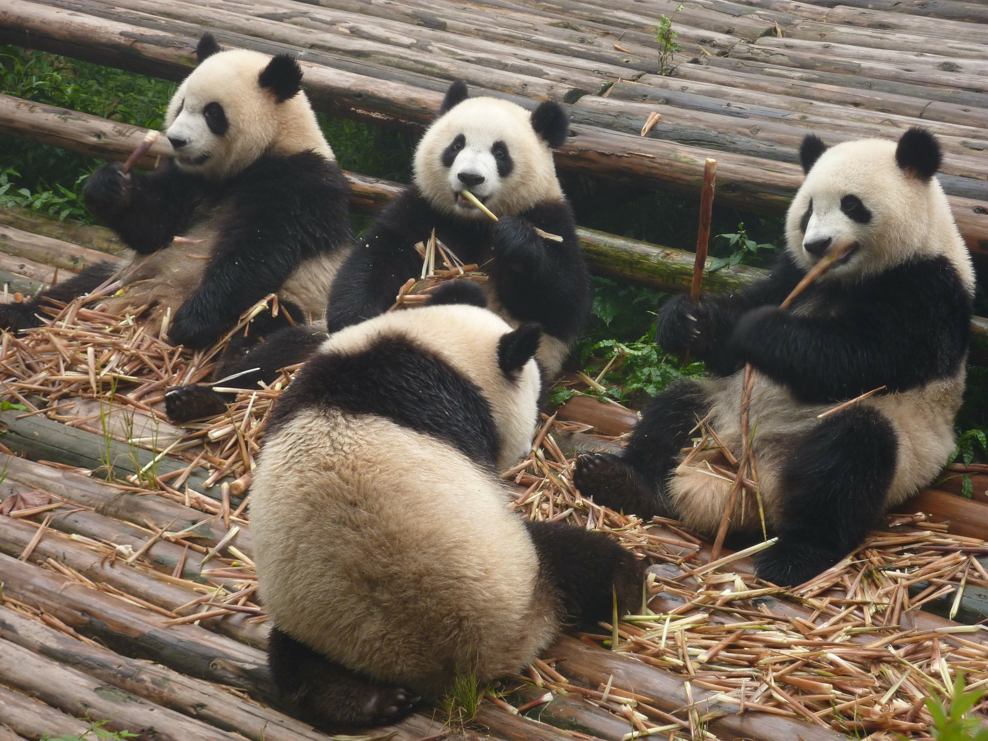 Great pandas in China