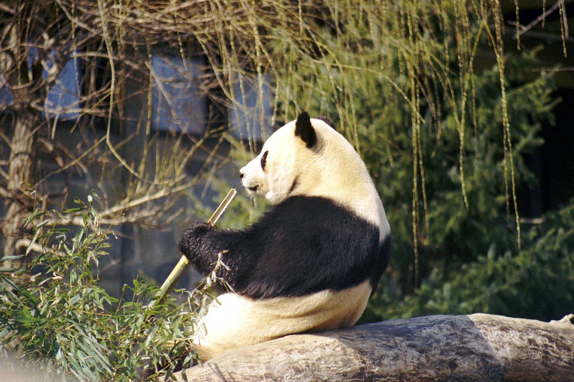 Pandy w Chinach