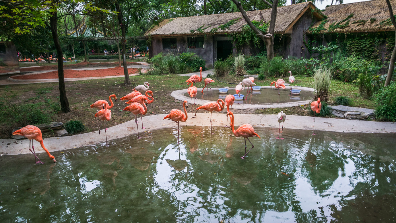 Szanghaj zoo flamingi