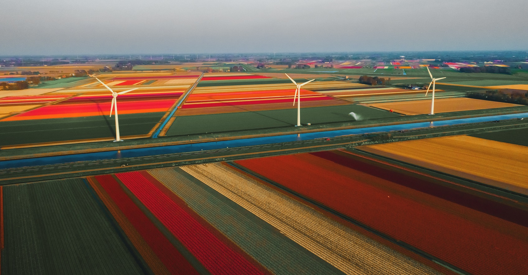 Tulipany Holandia w maju